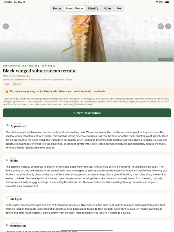 Insect Guide: Offline ID screen 3
